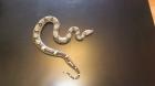 2 2 Boa constrictor imperator KOLUMBIEN Bonny Linie