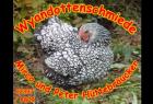 Wyandotten silber schwarzgesäumt