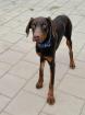 Castiel - aktiv verspielt Familienhund