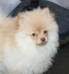 Hübsche aktive Pomchi Zwergspitzhündin in creme