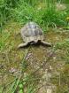 Adulte männliche Griechische Landschildkröte NZ 2009