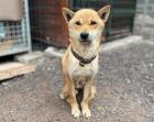 Sakura - schüchtern zurückhaltend - Shiba Inu Mischling