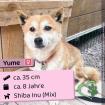 Yume - lieb menschenbezogen