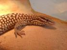 Varanus acanthurus Pärchen