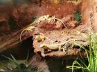 Bartagamen Pogona vitticeps von 03. -06. 07. 2022 zu verkaufen