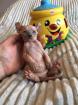 Katze Nacktkatze Sphynx Elfen Kitten Kätzchen weiblich und männlich Euro 1. 400 - Fe