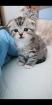 Kitten Katzenbabys Edelmix