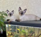 Mekong bobtail baby s suchen liebevolle Zuhause