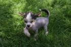 Bildhübscher Chinese Crested Welpe Rüde haarlos