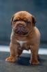 Luxus Welpen Dogue de Bordeaux mit FCI Registration