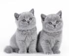 BKH kitten reinrassig blue Britisch Kurzhaar