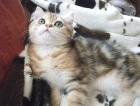 Schmusebärchen sucht Zuhause Exotic Shorthair Kater 13 Wo alt golden tabby mP s