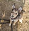 Solveig - Husky-Mix - lieb verspielt