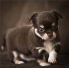 100 Reinrassige Chihuahua Welpen