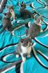 Wunderschöne Reinrassige Bkh Kitten