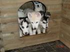 Huskywelpen abzugeben