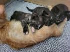 Katzenkinder Katzenbabys
