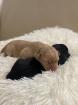 Labrador Welpen reinrassig Babylabradore