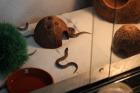 Heterodon Nasicus Westliche Hakennasennatter
