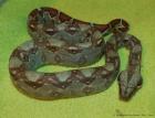 0 0 10 Boa constrictor imperator Kaiserboa MEXIKO Zwergboa Mix NZ 2022