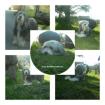Welpen - Bearded Collies Wurf Anfang Juli 2022