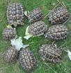 Landschildkröten wegen Zuchtaufgabe abzugeben