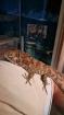 Anolis. barbatus falsches Chamäleon Chamäleon Anolis
