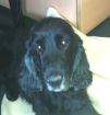 CARLOS - NOTFALL Cockerspaniel mind. 10 Jahre männl. -kastr.