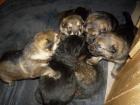 Deutscher Schäferhund Traumhafte Welpen DDR Linie aus liebevoller Hobbyzucht