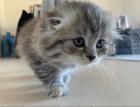Schottische Faltohrkatze BKH BLH