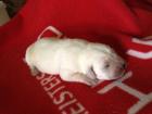 7 süße Labradorwelpen Labradorrüden hell gelb suchen ein zu Hause