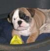 Englische Bulldoggen