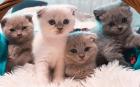 Britisch-Kurzhaar-Katzenbabys vom Züchter Scottisch Fold