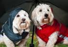 Eröffnungsgutschein Tiermaßschneiderei Tierklamotten Tierkleidung Hundekleid