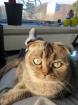 Kastrierter Kater 4 Jahre alt