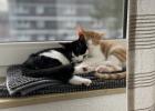 Weihnachtswunder benötigt Katze und Kater kastriert 8 Monate suchen dringend ein neues Zuhause