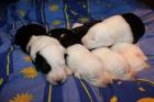 Bobtail Welpe
