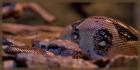 2x Boa constrictor imperator abzugeben w/m Jg. 2022