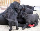 Flat Coated Retriever Welpen erstklassige Hausaufzucht