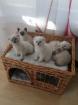 Scottish fold Kätzchen