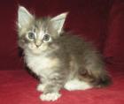 Wunderschöne bunte Maine Coon Kitten zu verkaufen
