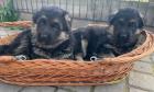 Schäferhundwelpen mit roten SV-Papieren