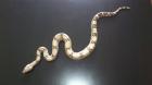 1 1 Boa constrictor het ALBINO
