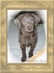 SILBERNE LABRADOR WELPEN AB SOFORT ABZUGEBEN