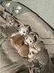 Britisch Kurzhaar Kitten