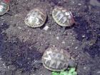 Griechische Landschildkröten robuste Ostrasse von 2022