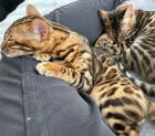 Reinrassige Bengal Kitten mit stammbaum zur verkaufen ab dem 06. 09. 2024