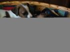 Jack-Russell-Terrier