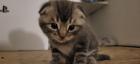 Scotish Fold kittys katzen