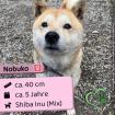 Nobuko w Shiba Inu Mix 5 Jahre 40cm Slowakei